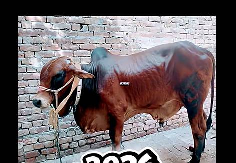 Cow