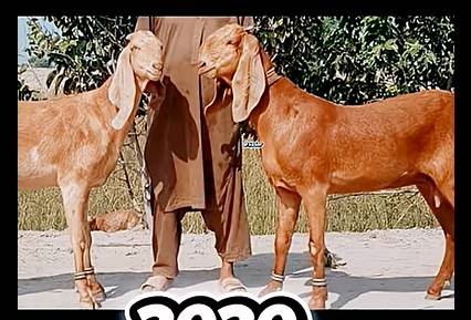 Test Sahiwal Cow Female