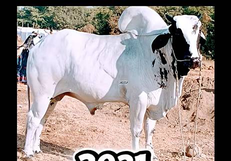 Test Buffalo Female