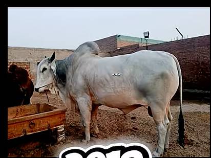 Test Sahiwal Cow Female