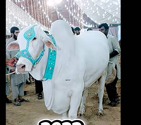 Test Beetal Goat Male