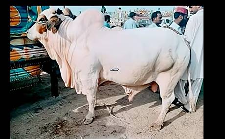Test Buffalo Female