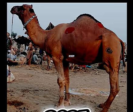 Camel for sale